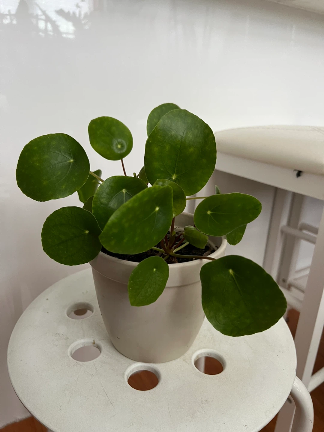 Pilea Peperomioides Plant in 5.5 ceramic pot - photo 3