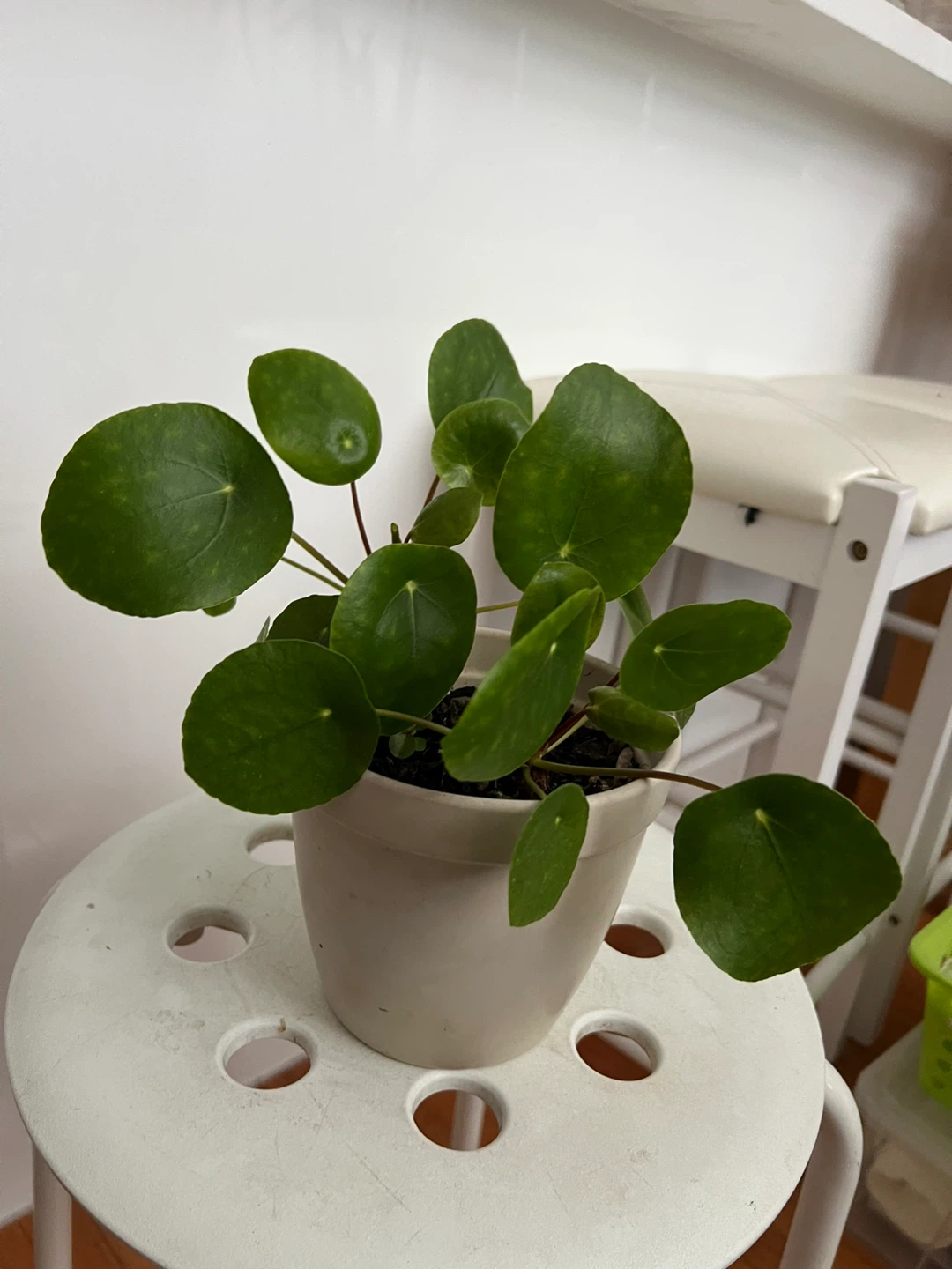 Pilea Peperomioides Plant in 5.5 ceramic pot - photo 2