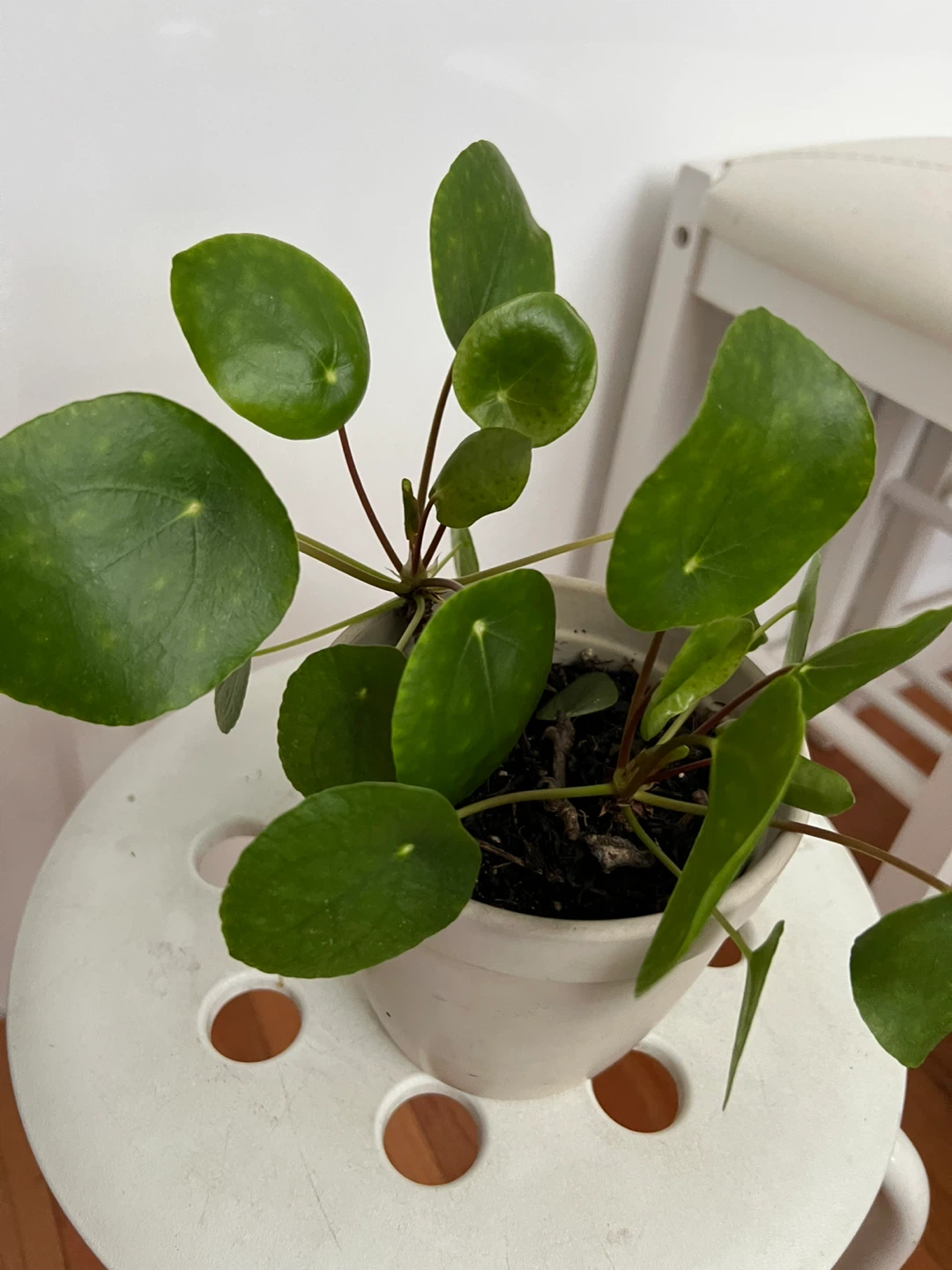 Pilea Peperomioides Plant in 5.5 ceramic pot - photo 4
