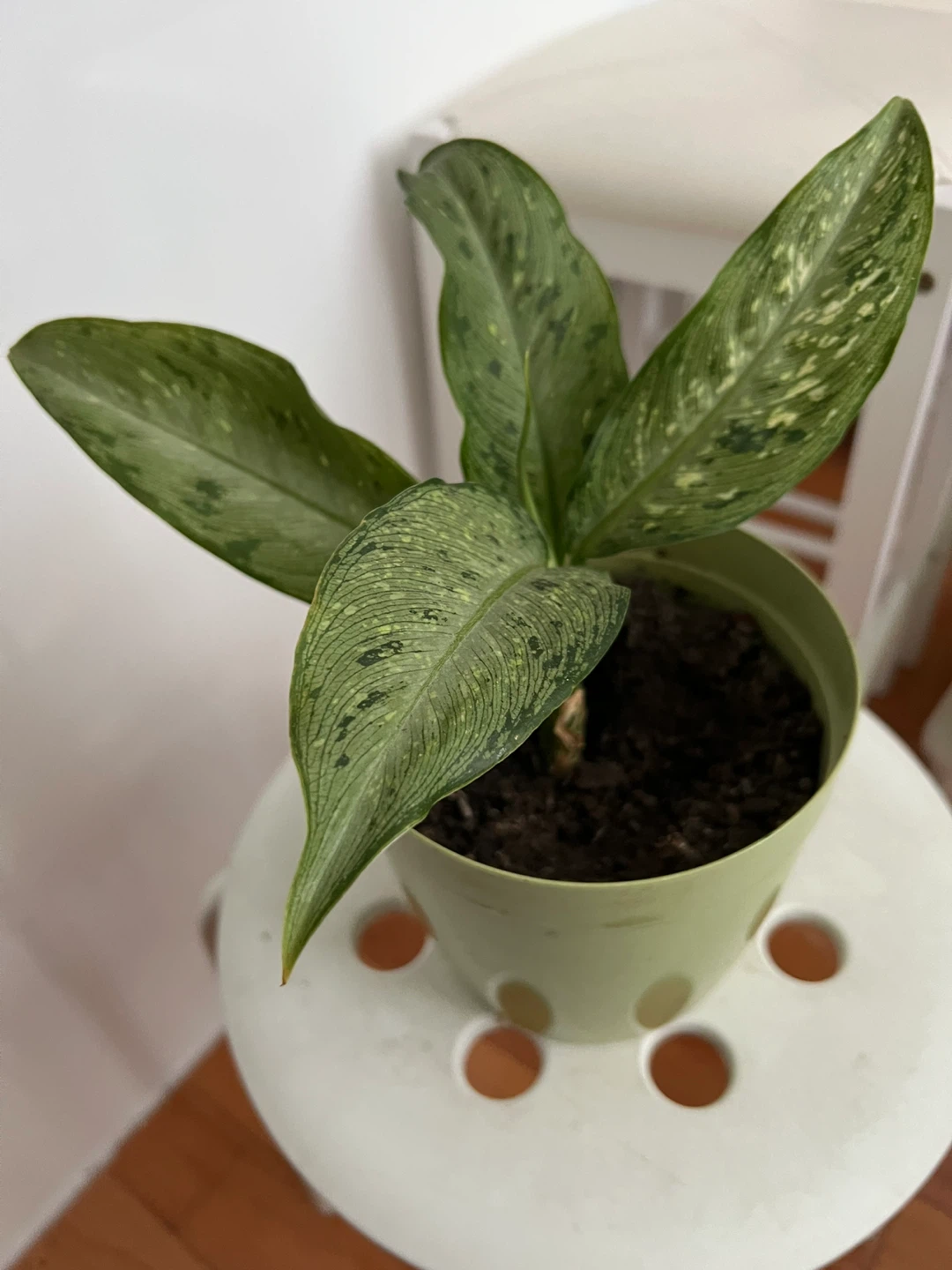 Potted dieffenbachia plant in green pot