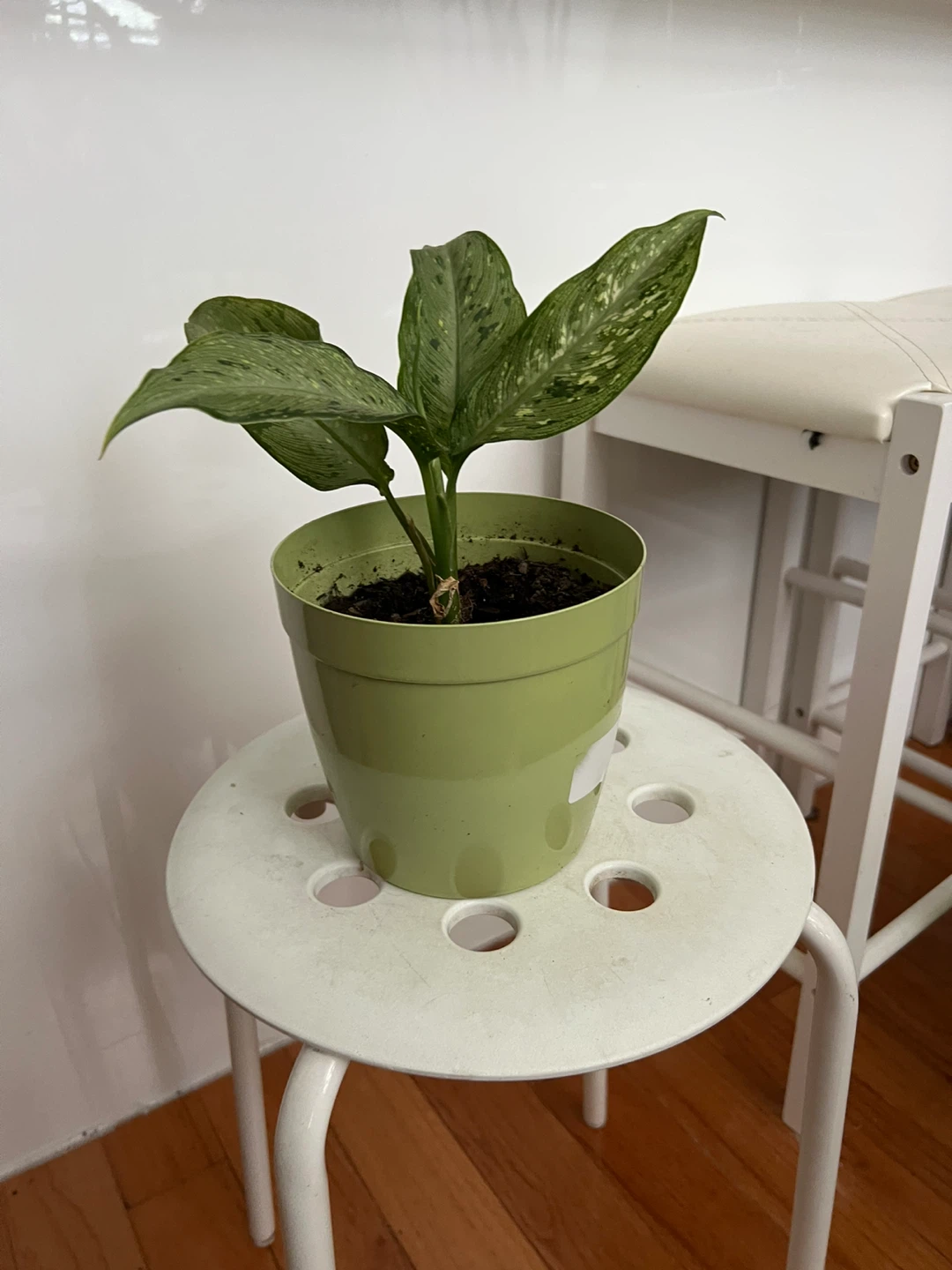 Potted dieffenbachia plant in green pot - photo 3