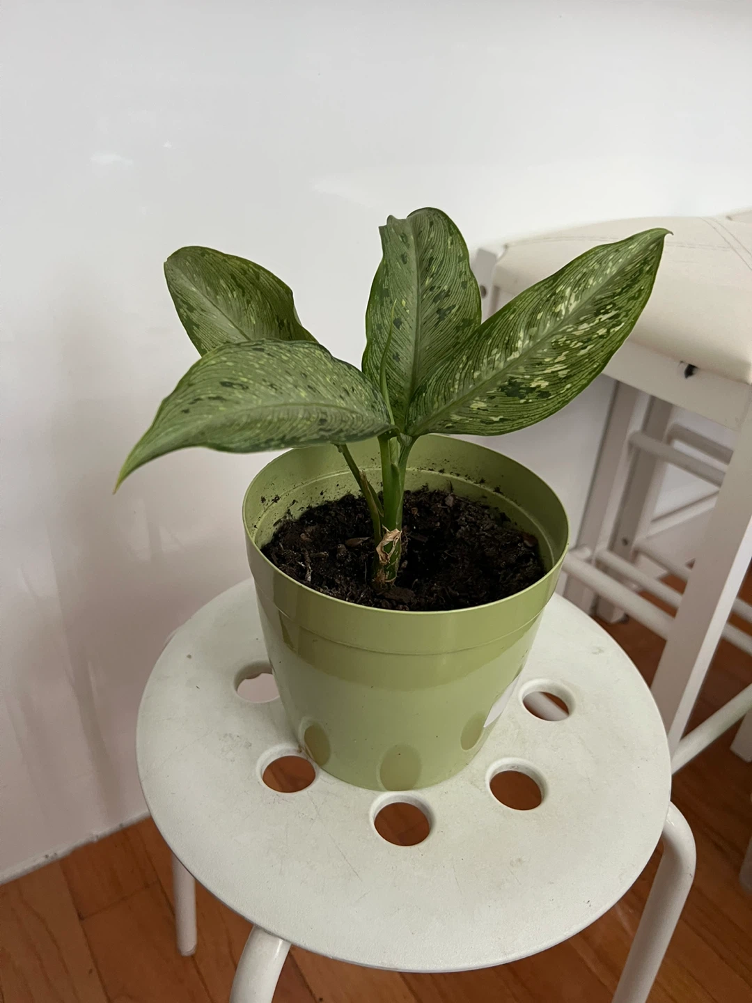 Potted dieffenbachia plant in green pot - photo 4