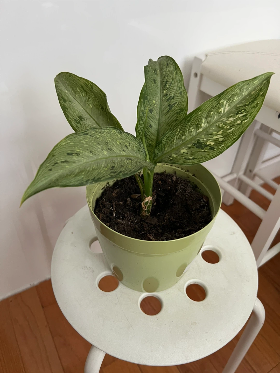 Potted dieffenbachia plant in green pot - photo 5