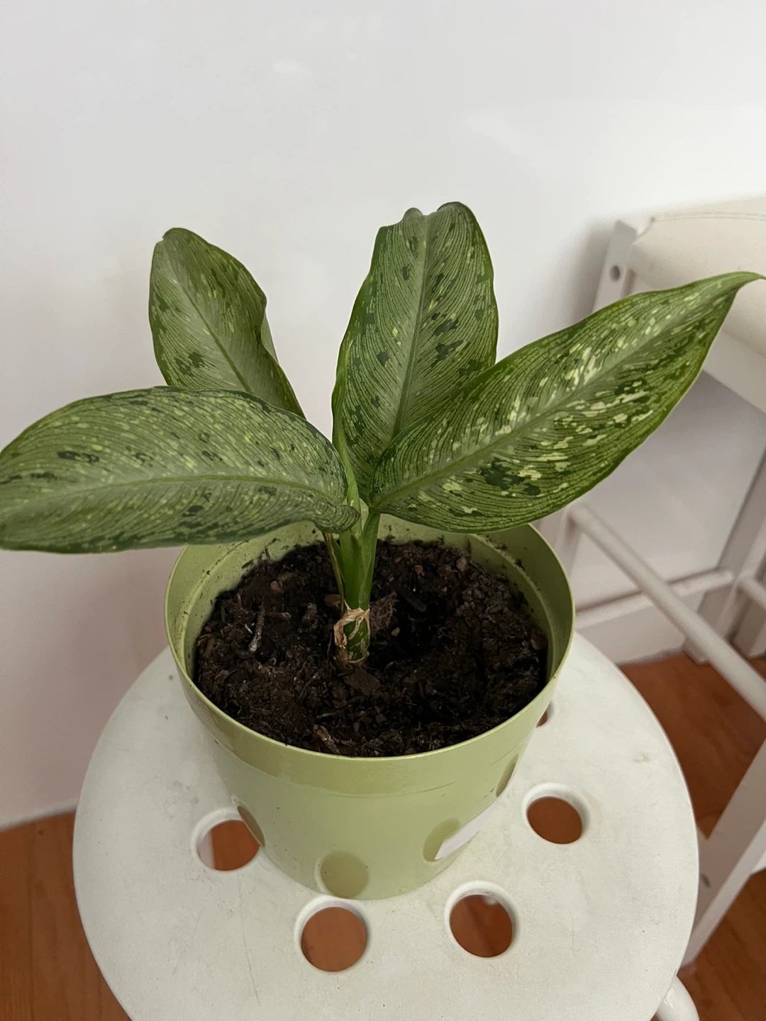 Potted dieffenbachia plant in green pot - photo 2