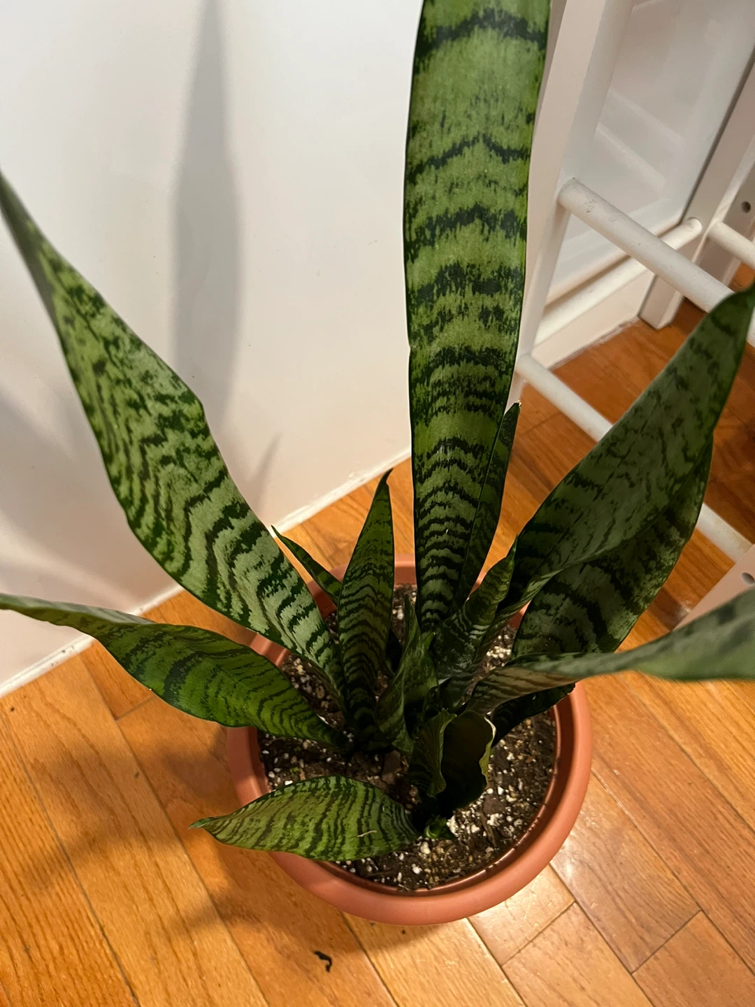 Beautiful tall Snake Plant in Pot - photo 2