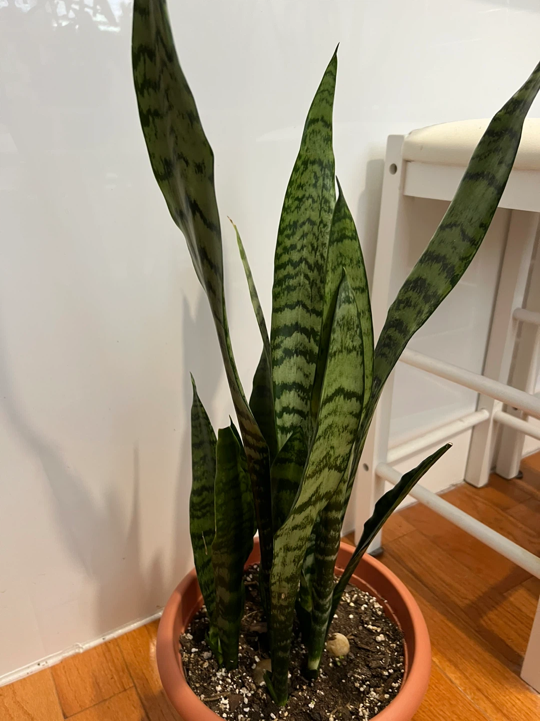 Beautiful tall Snake Plant in Pot
