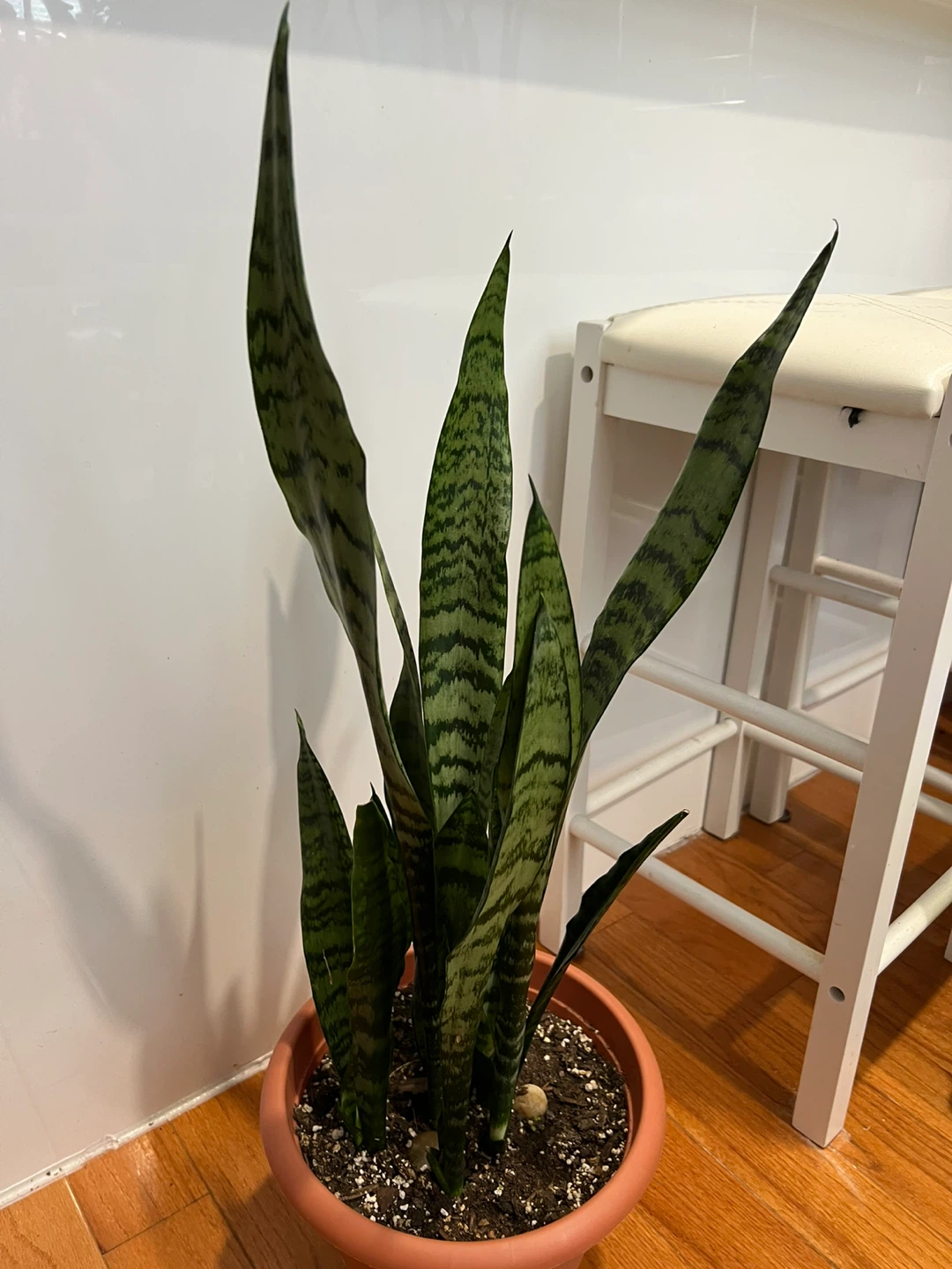 Beautiful tall Snake Plant in Pot - photo 3