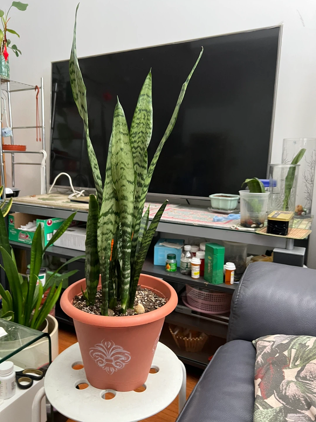 Beautiful tall Snake Plant in Pot - photo 4