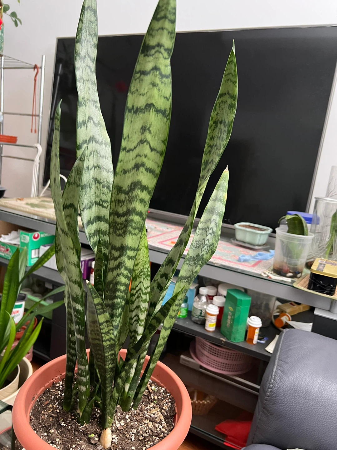 Beautiful tall Snake Plant in Pot - photo 5
