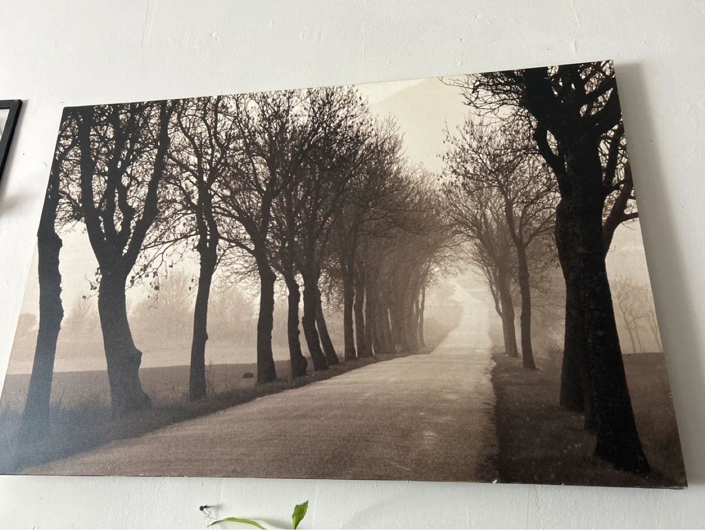Wall Art Print - Trees Lined Road