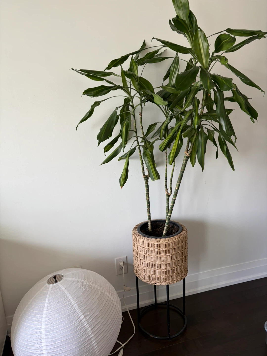 Large Dracaena Plant in Wicker Pot ⚽️