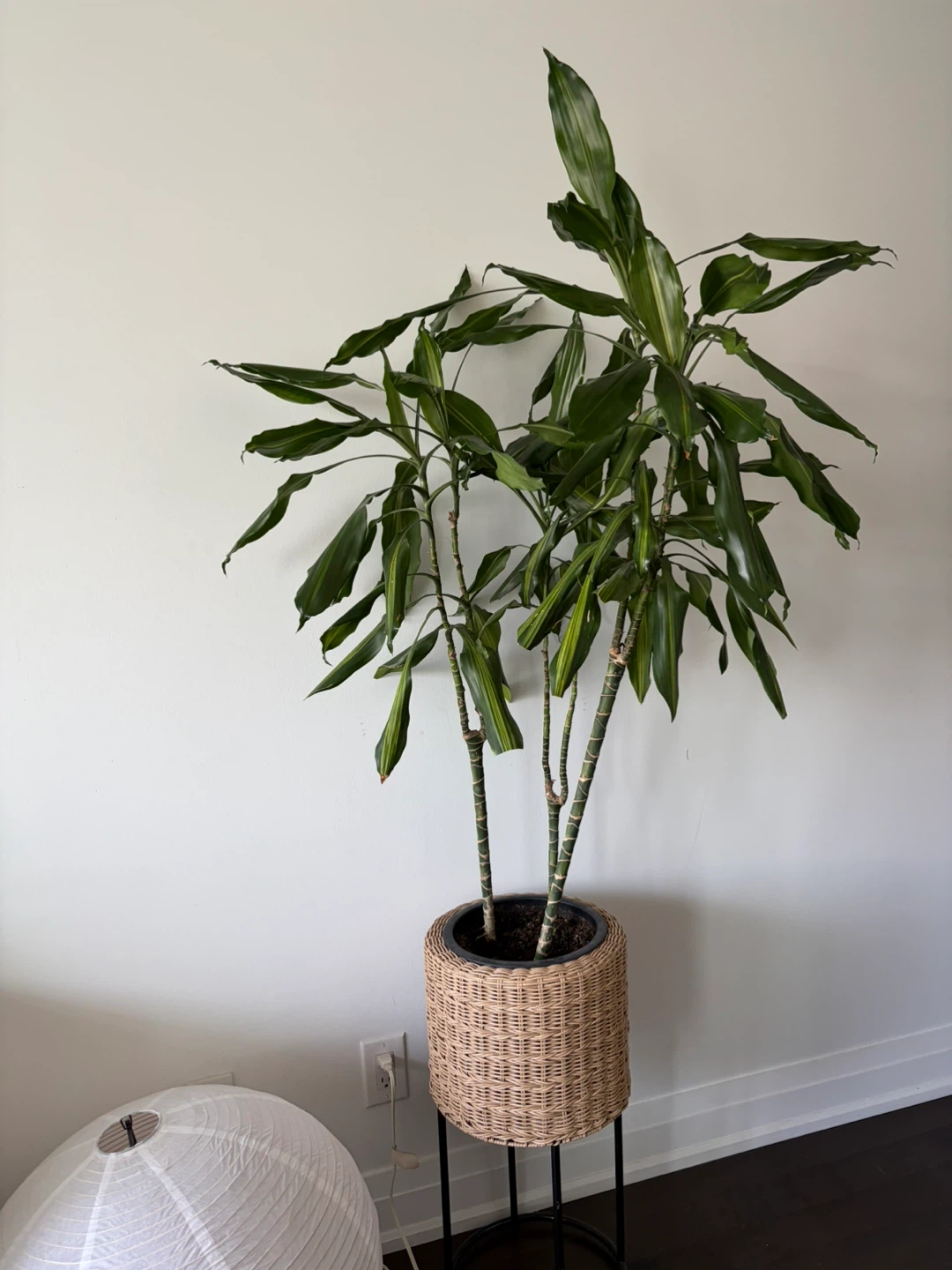 Large Dracaena Plant in Wicker Pot ⚽️ - photo 2
