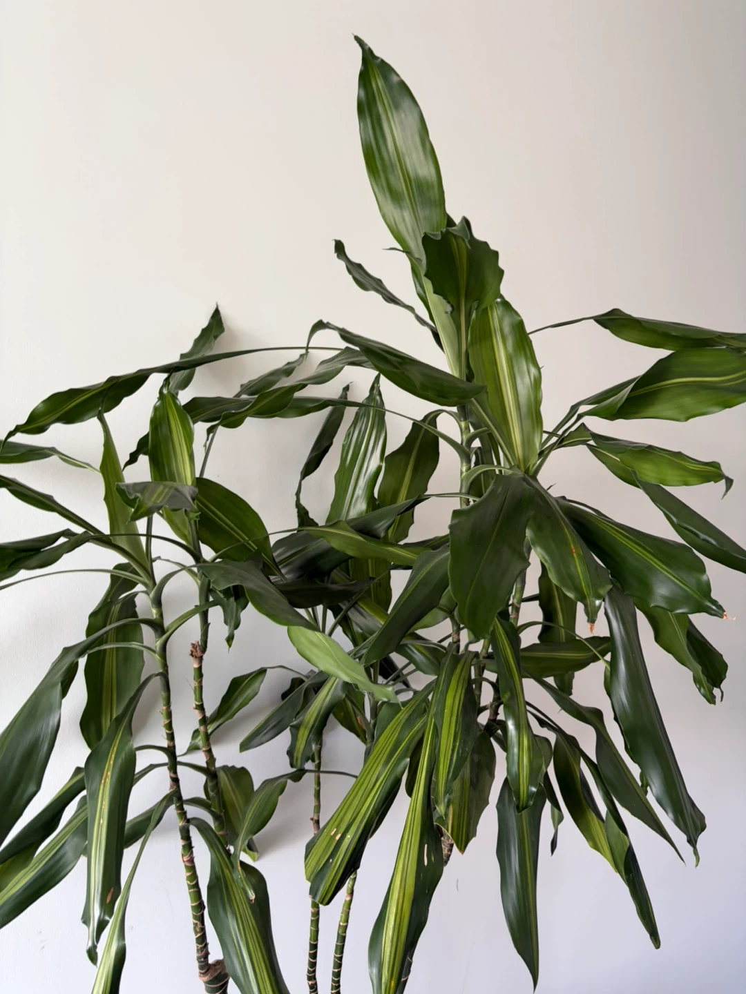 Large Dracaena Plant in Wicker Pot ⚽️ - photo 3