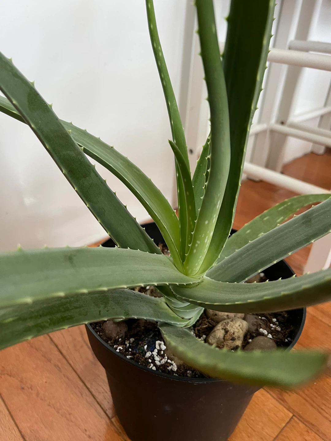 Super healthy and large Aloe Vera Plant in Black Pot - photo 2