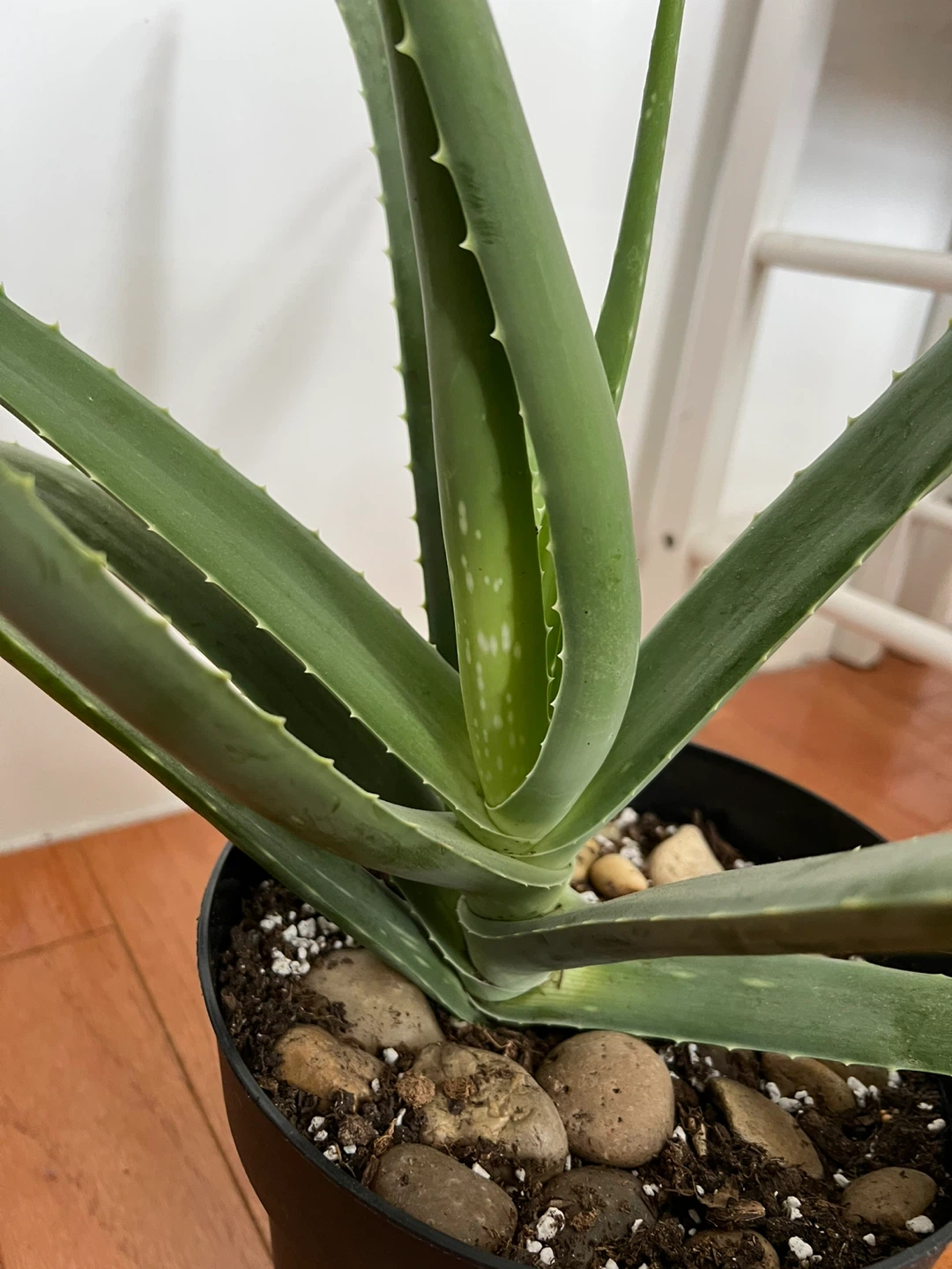 Super healthy and large Aloe Vera Plant in Black Pot - photo 5
