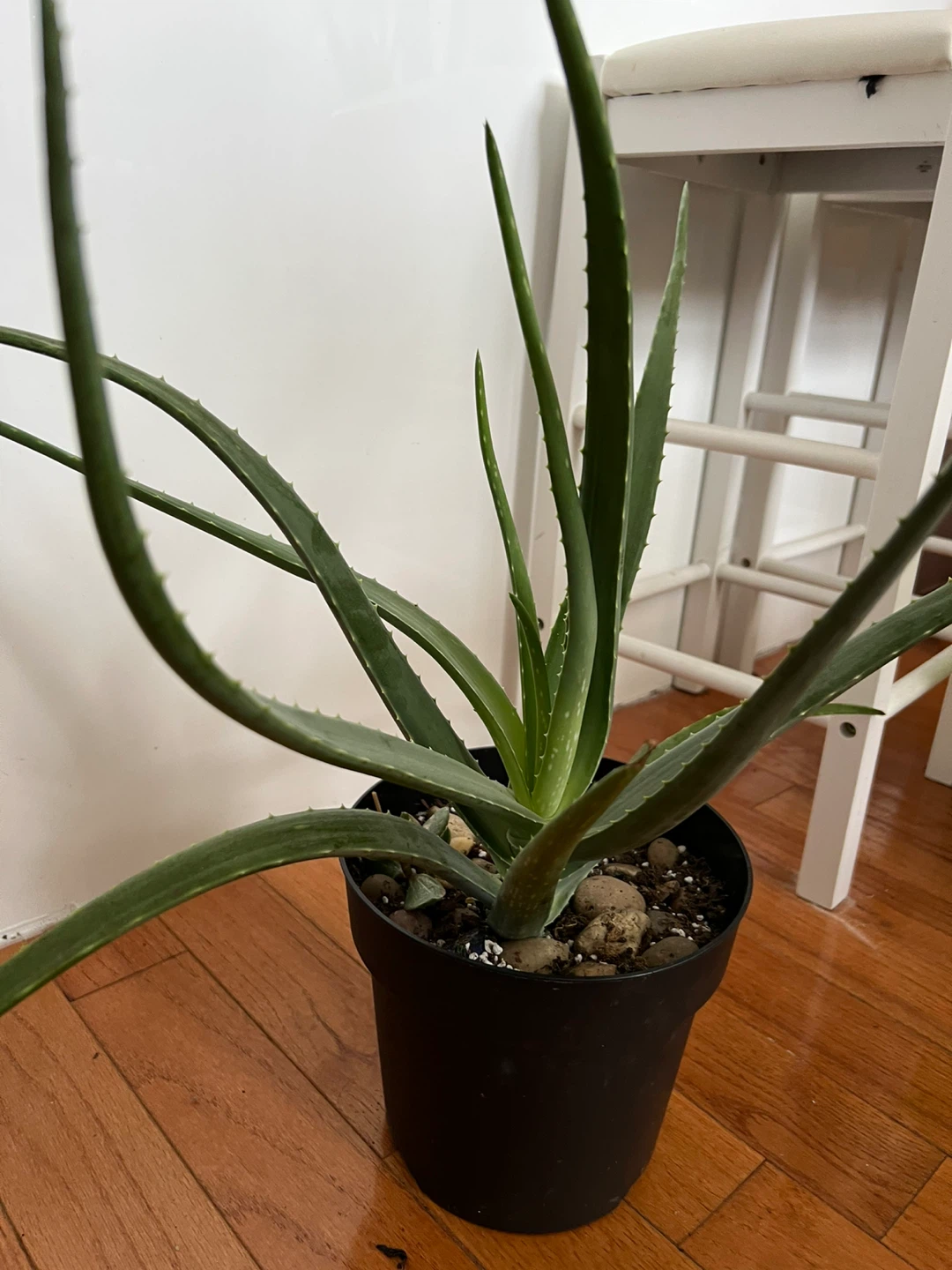 Super healthy and large Aloe Vera Plant in Black Pot - photo 3