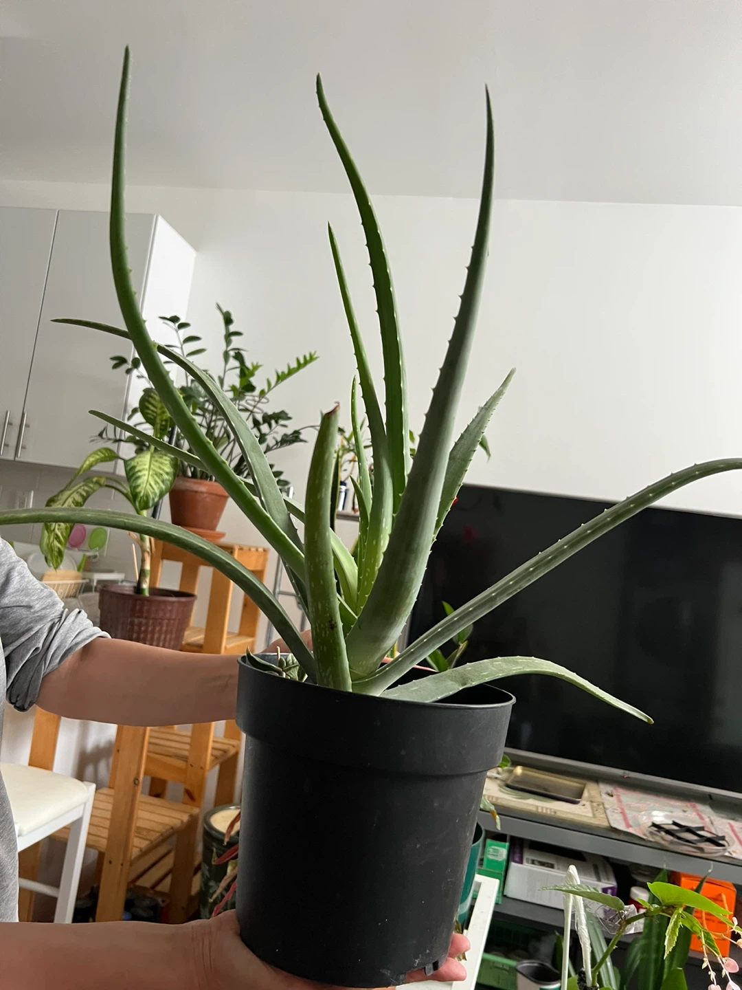 Super healthy and large Aloe Vera Plant in Black Pot