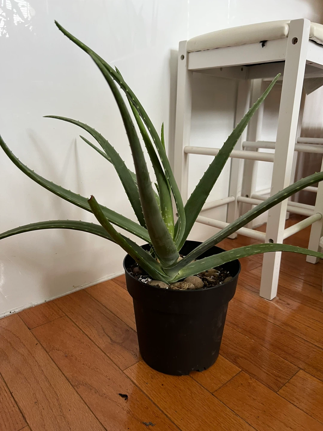 Super healthy and large Aloe Vera Plant in Black Pot - photo 4