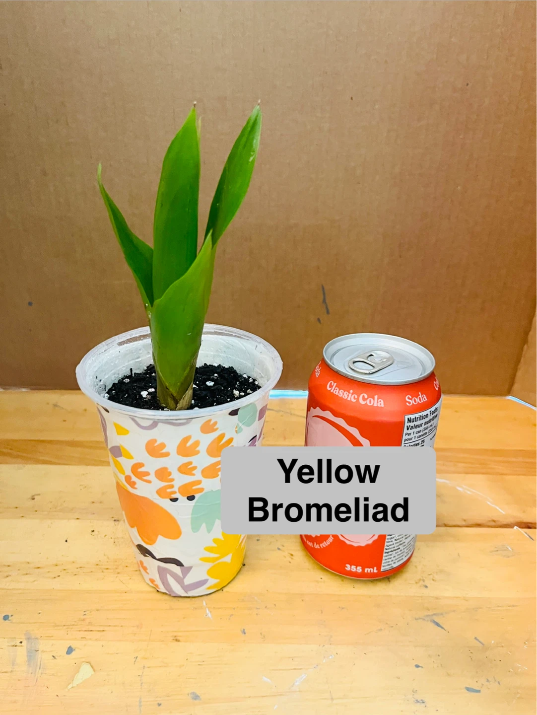 PLANT TRIO:, Croton, Bromeliad, Spider - photo 3