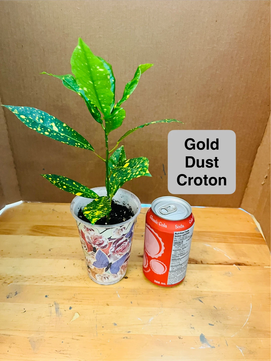 PLANT TRIO:, Croton, Bromeliad, Spider - photo 5