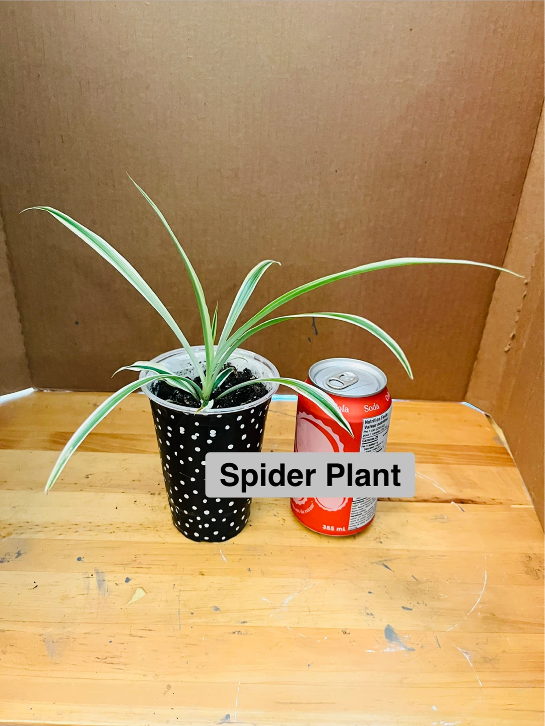 PLANT TRIO:, Croton, Bromeliad, Spider - photo 4