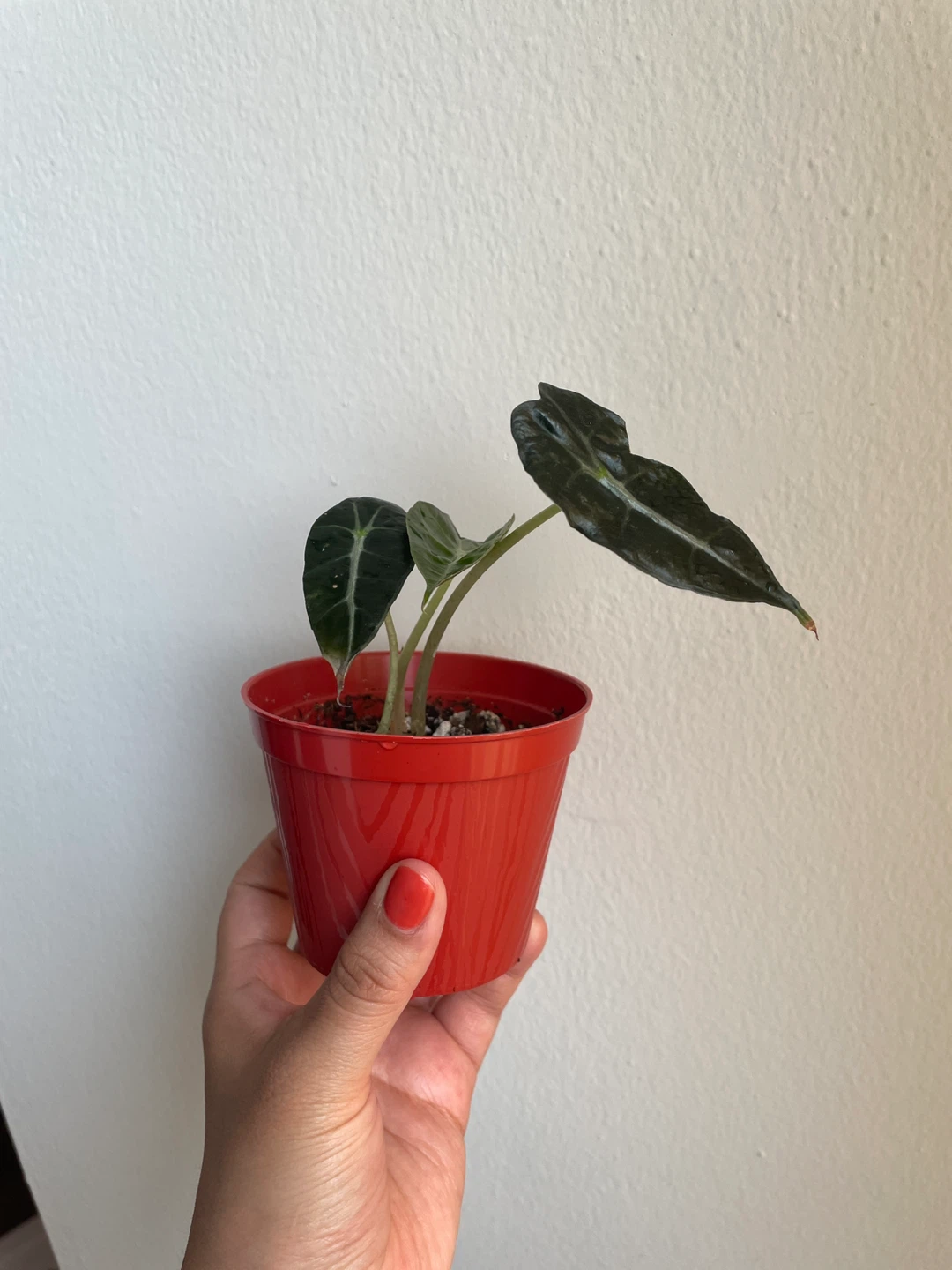 Alocasia Polly Plant