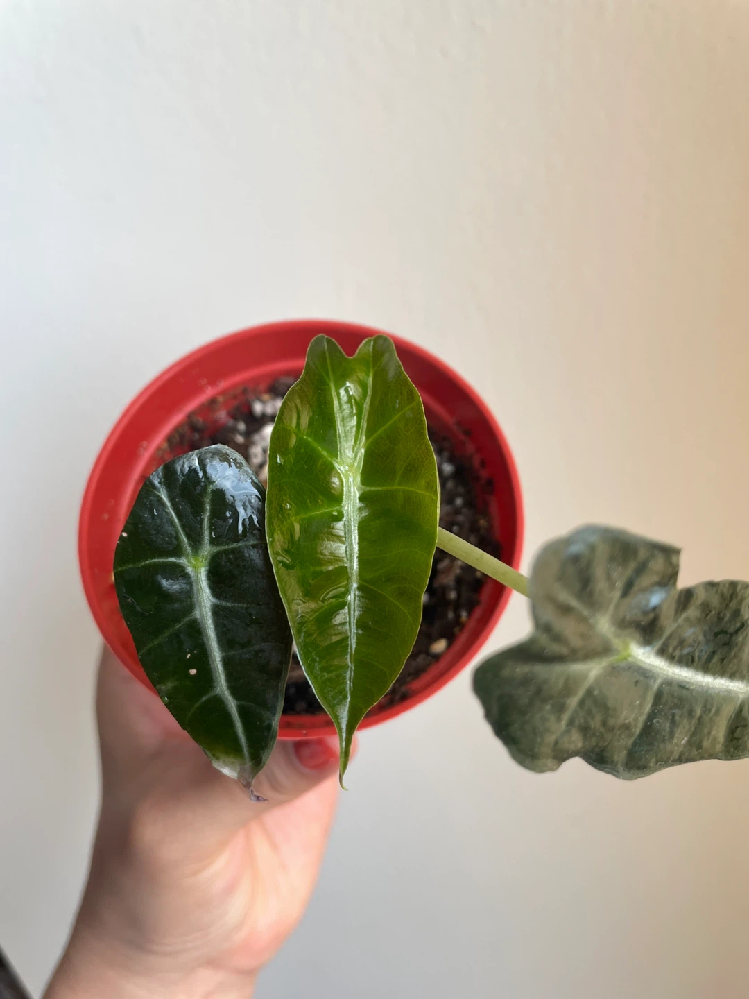 Alocasia Polly Plant - photo 2