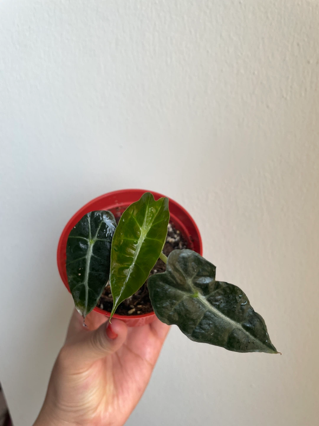 Alocasia Polly Plant - photo 3