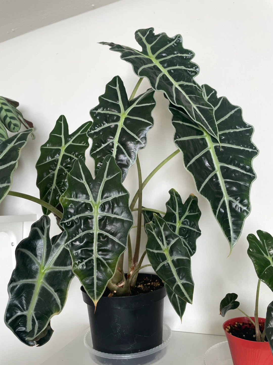 Alocasia Polly Plant - photo 4