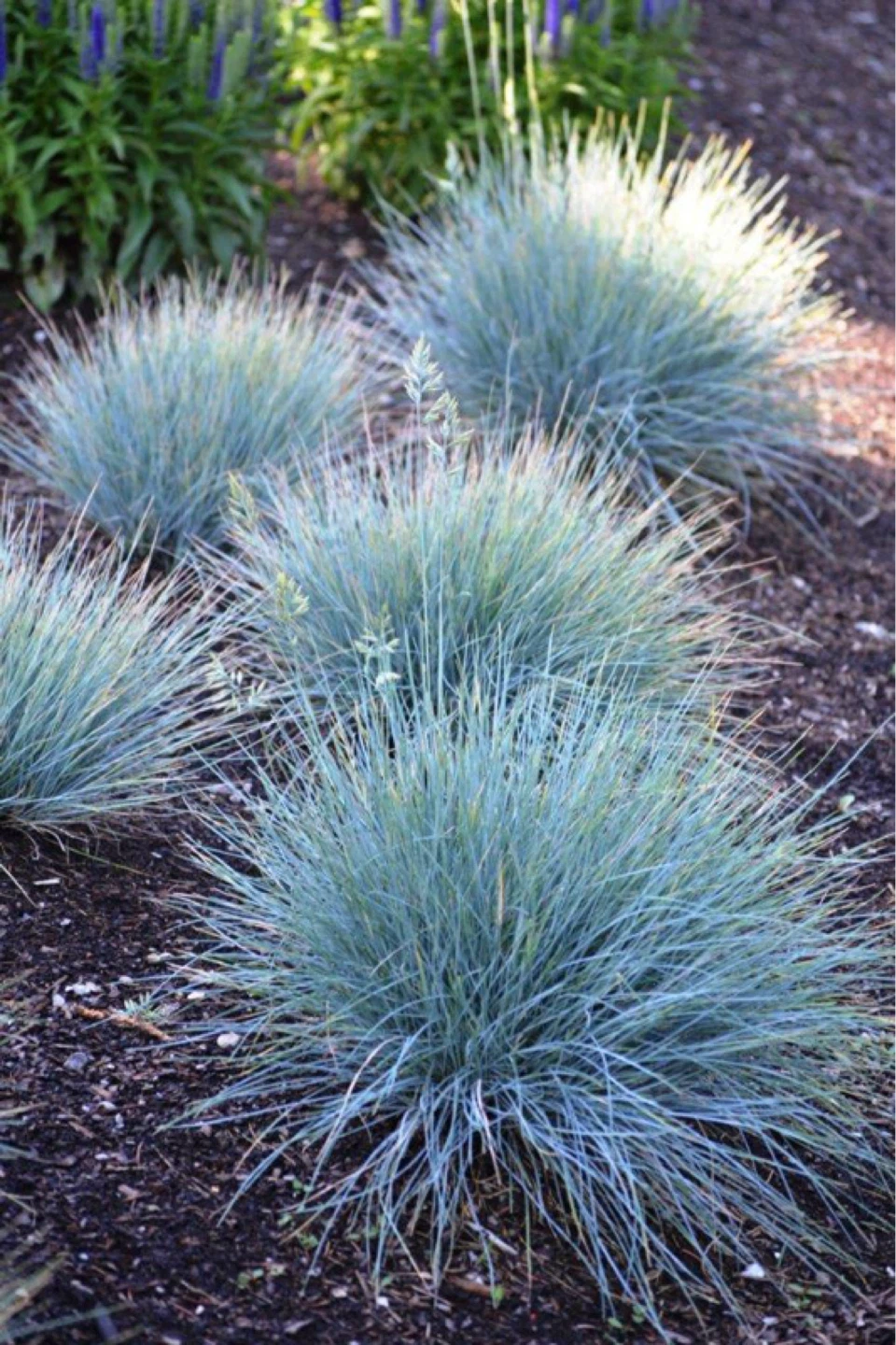 Small low profile grasses