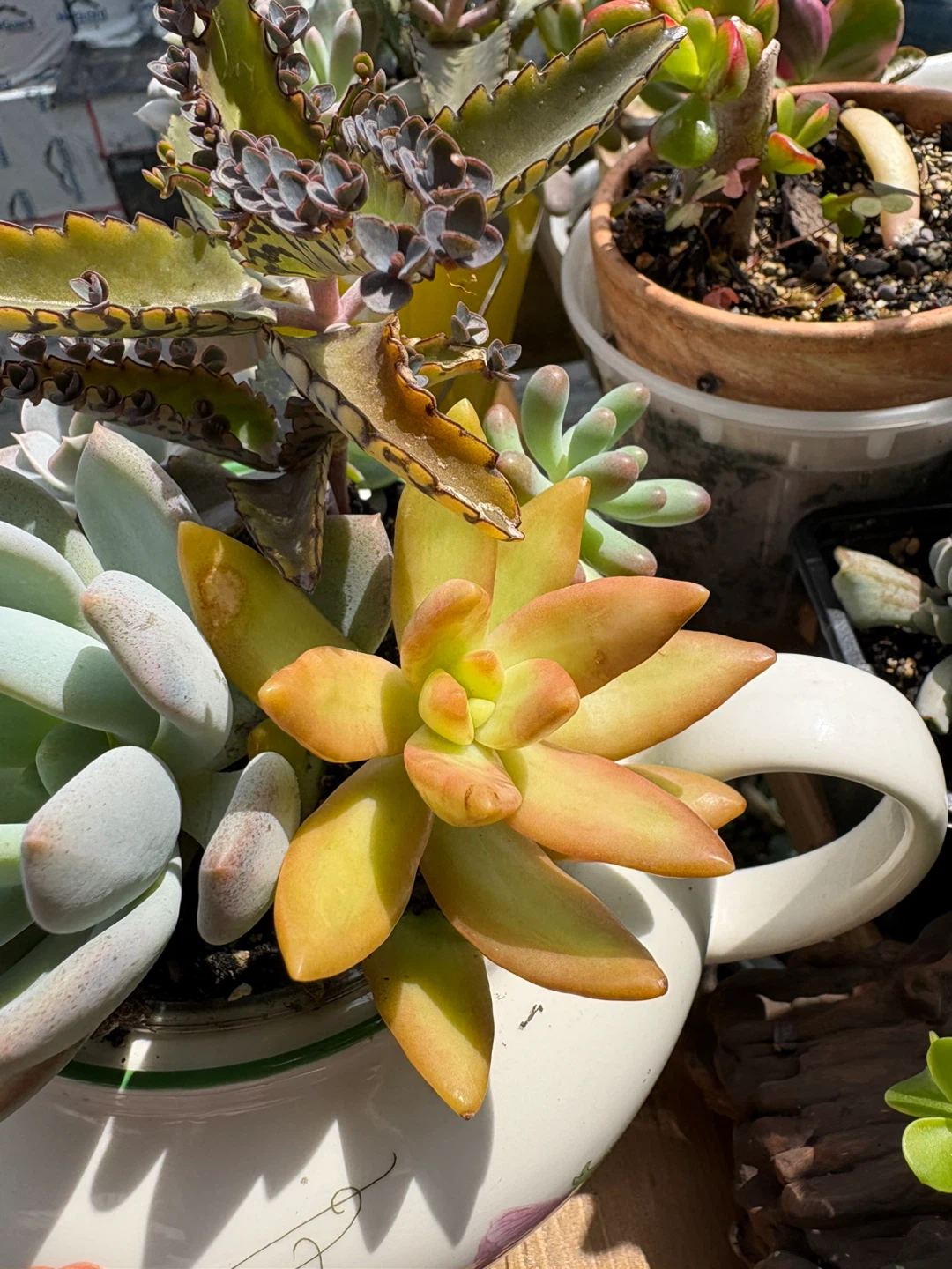 Assorted Succulent Planter in Decorative Teapot - photo 4