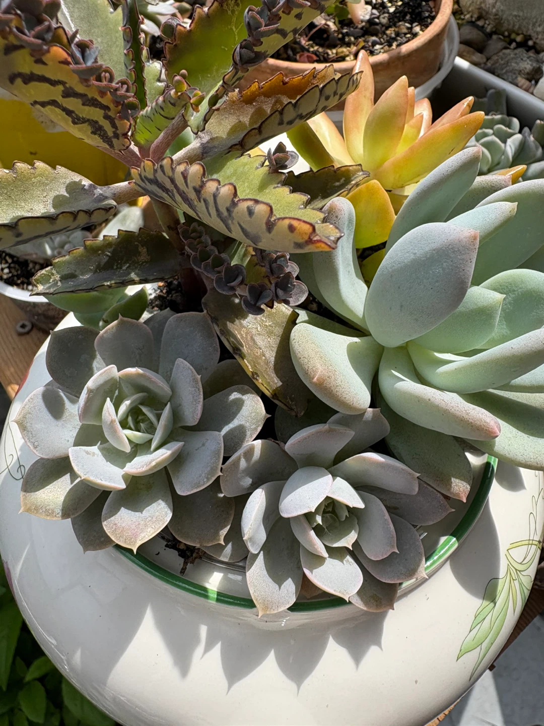 Assorted Succulent Planter in Decorative Teapot - photo 2