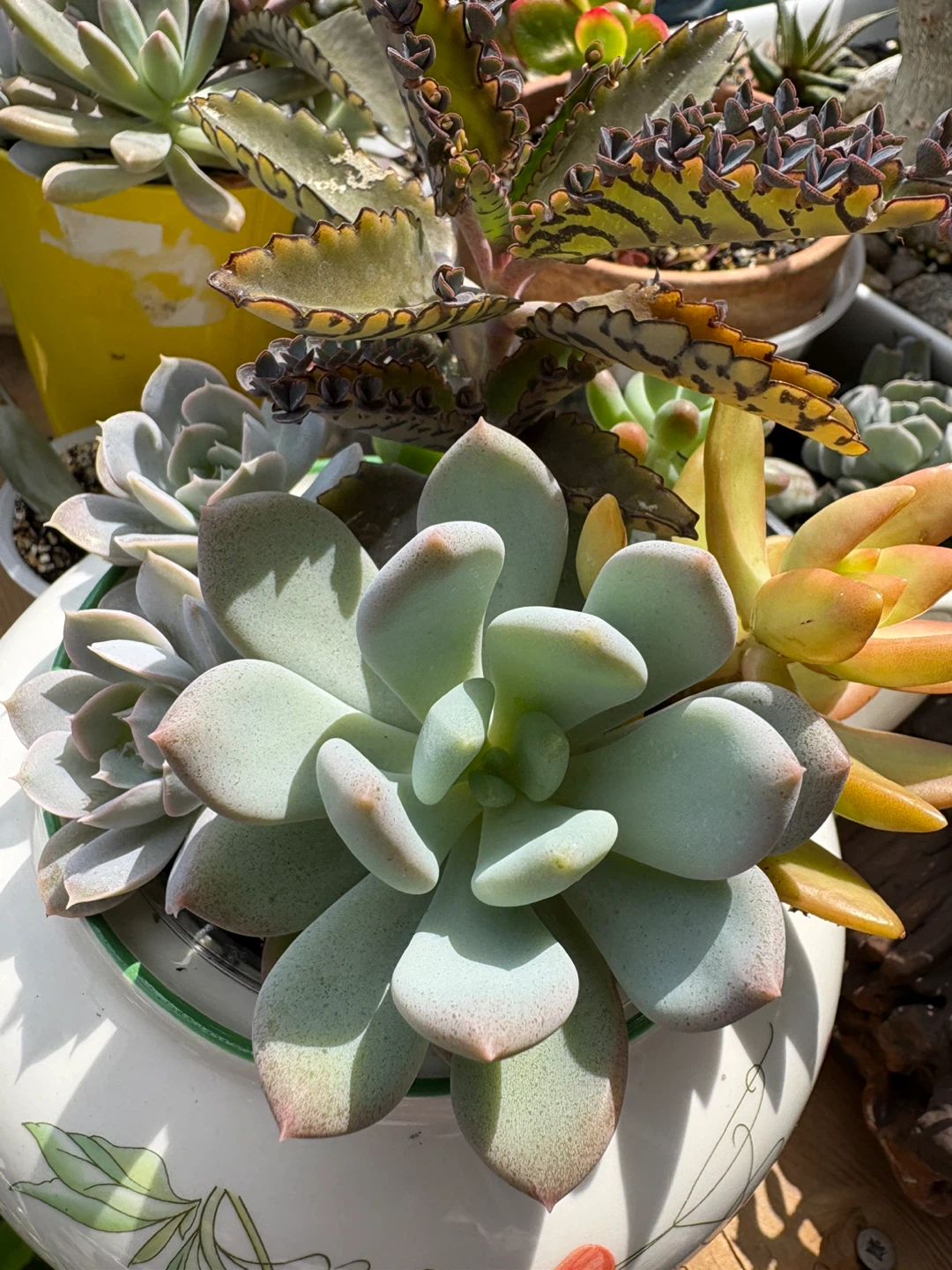 Assorted Succulent Planter in Decorative Teapot - photo 5