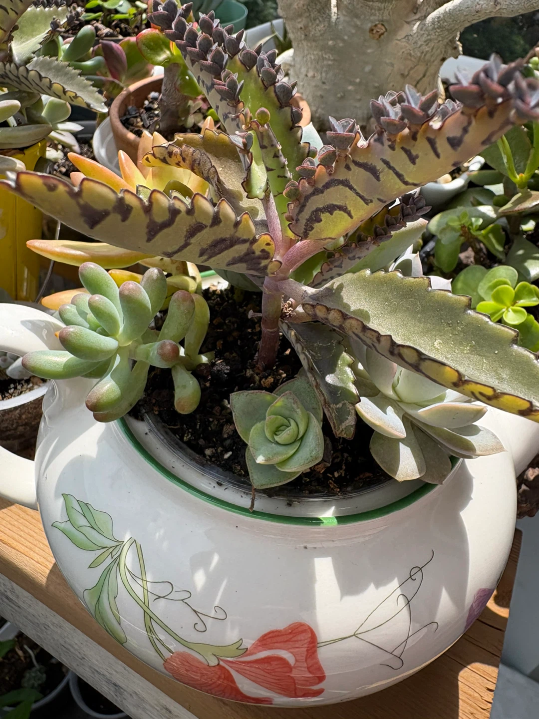 Assorted Succulent Planter in Decorative Teapot