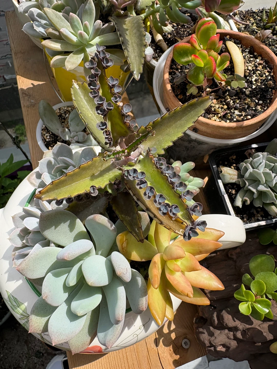 Assorted Succulent Planter in Decorative Teapot - photo 3