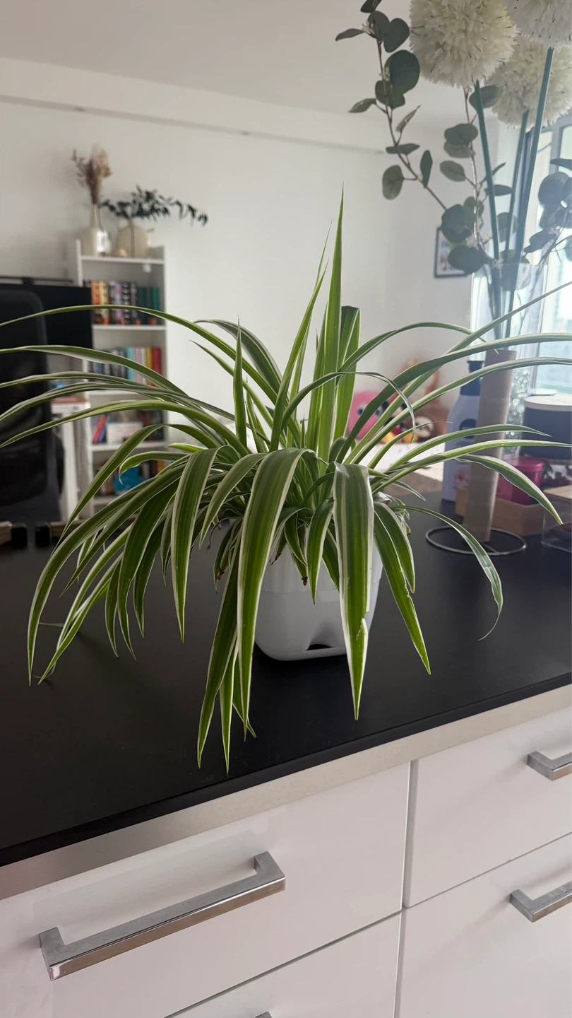 ⚽️ Chlorophytum comosum 'Variegatum' Spider Plant