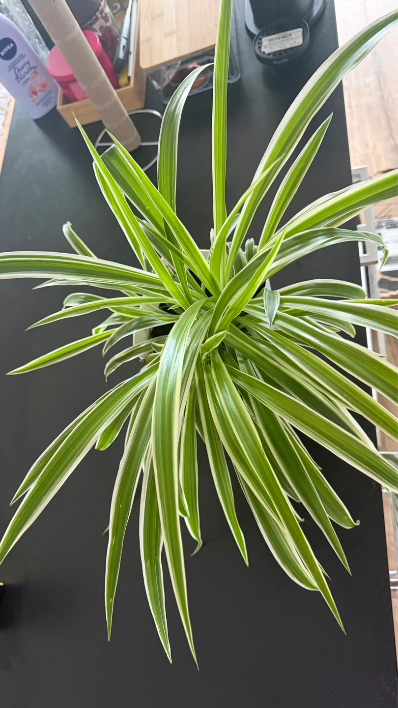 ⚽️ Chlorophytum comosum 'Variegatum' Spider Plant - photo 2