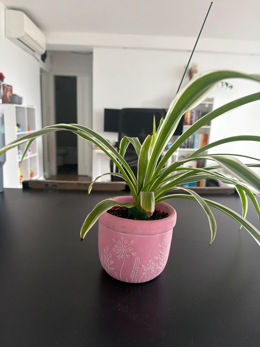⚽️ Spider Plant in Pink Planter