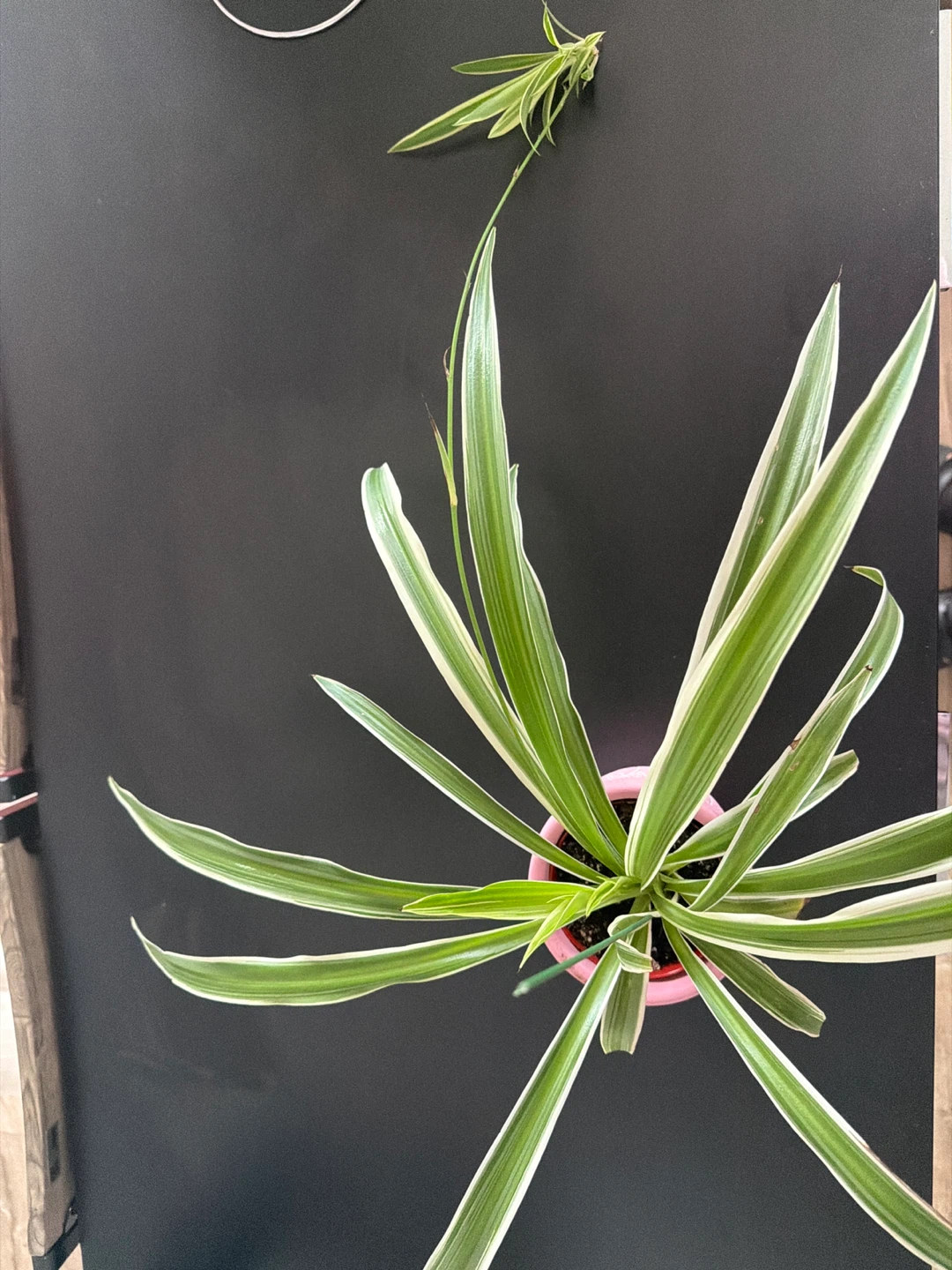 ⚽️ Spider Plant in Pink Planter - photo 2