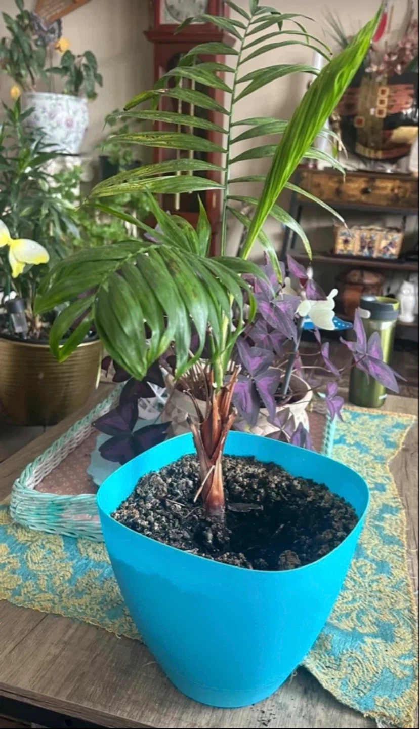 Parlor Palm Plant in Blue Pot