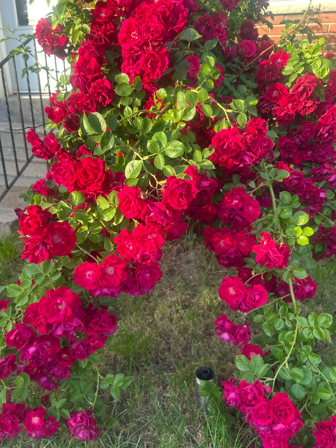 ⚽️ Red Climbing Rose Bush Bunches For Sale