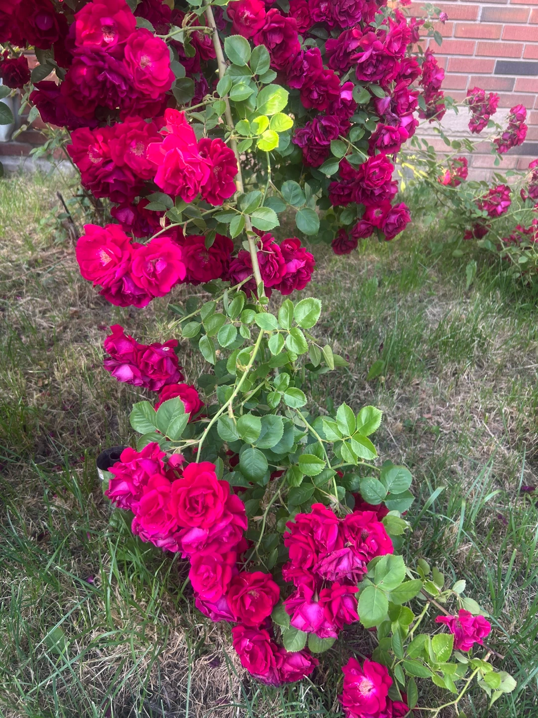 ⚽️ Red Climbing Rose Bush Bunches For Sale - photo 2