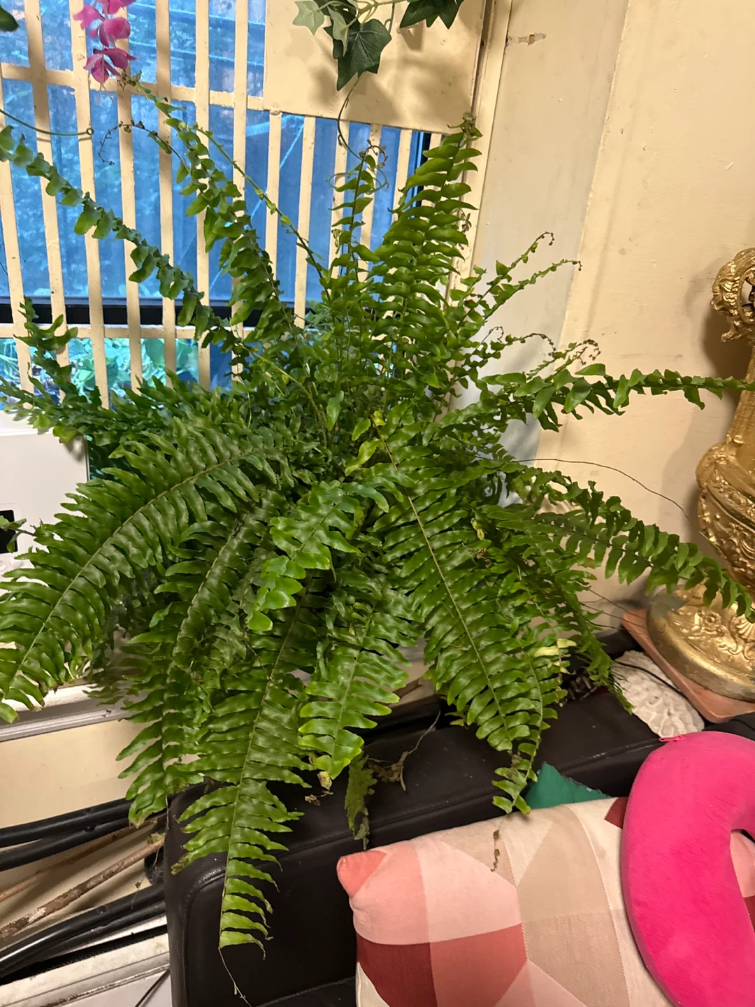 Boston Fern Plant