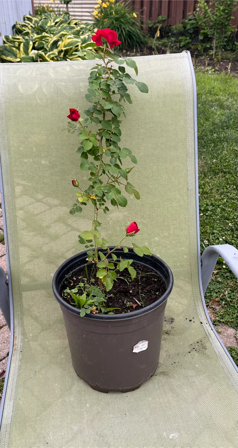 Red Rose Plant in Pot - photo 2
