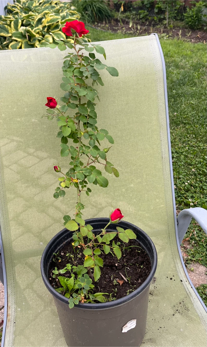 Red Rose Plant in Pot - photo 3