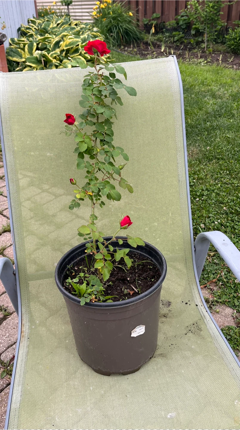 Red Rose Plant in Pot - photo 5