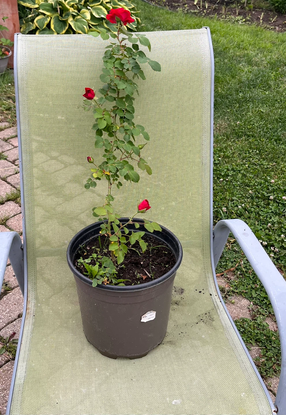 Red Rose Plant in Pot - photo 4