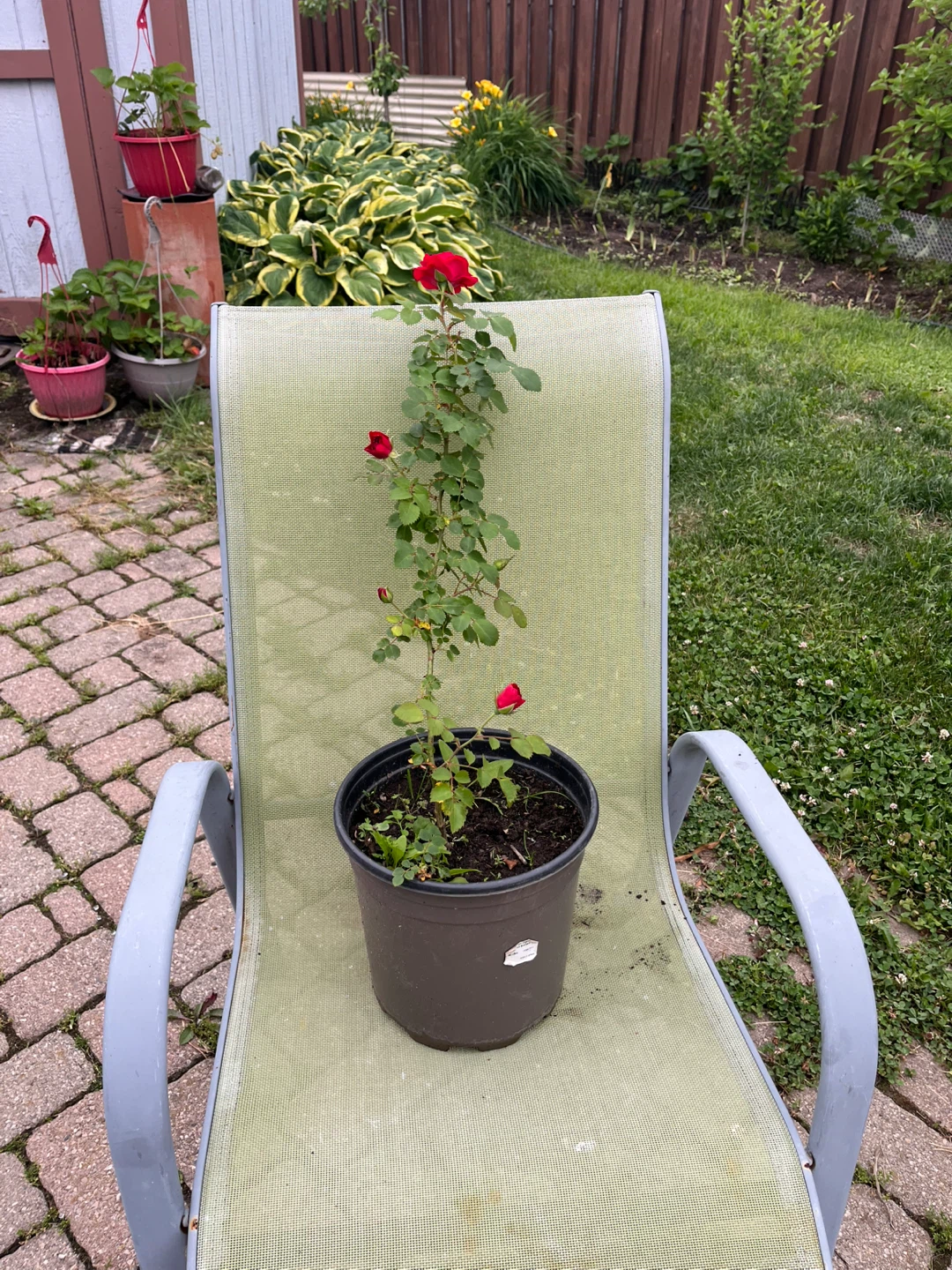 Red Rose Plant in Pot