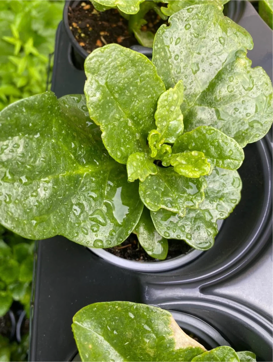 Large Malabar Spinach🥗🪴 - photo 3