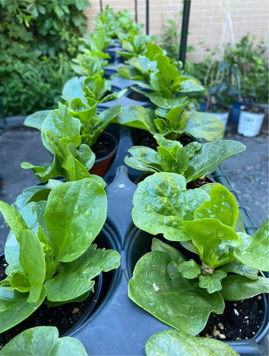 Large Malabar Spinach🥗🪴 - photo 4